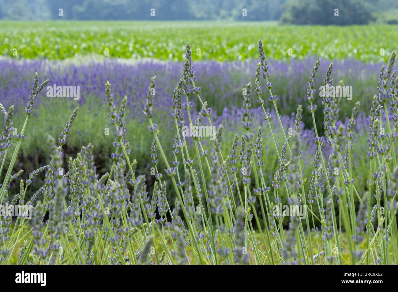 Lange Lavendelstangen heben sich auf einer Wiese hervor Stockfoto