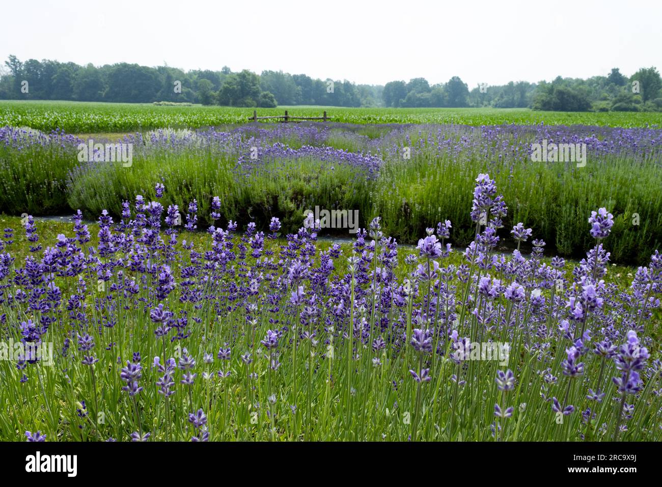Violette Lavendelpflanzen blühen in einem Dunst vor einem Maisfeld Stockfoto