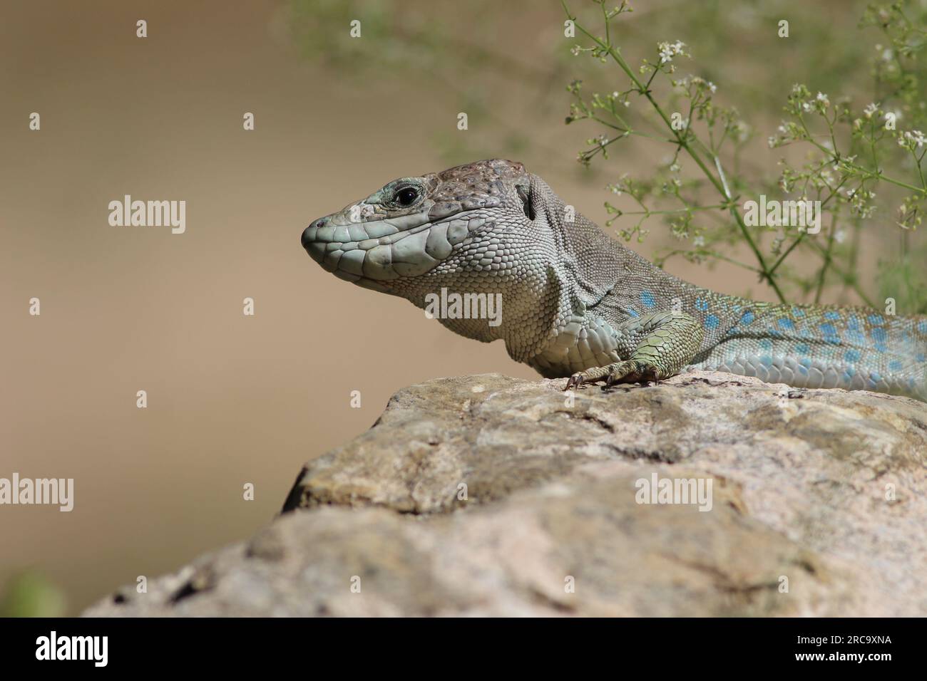 Lächelnde, Aufsehenerregende Echse Stockfoto