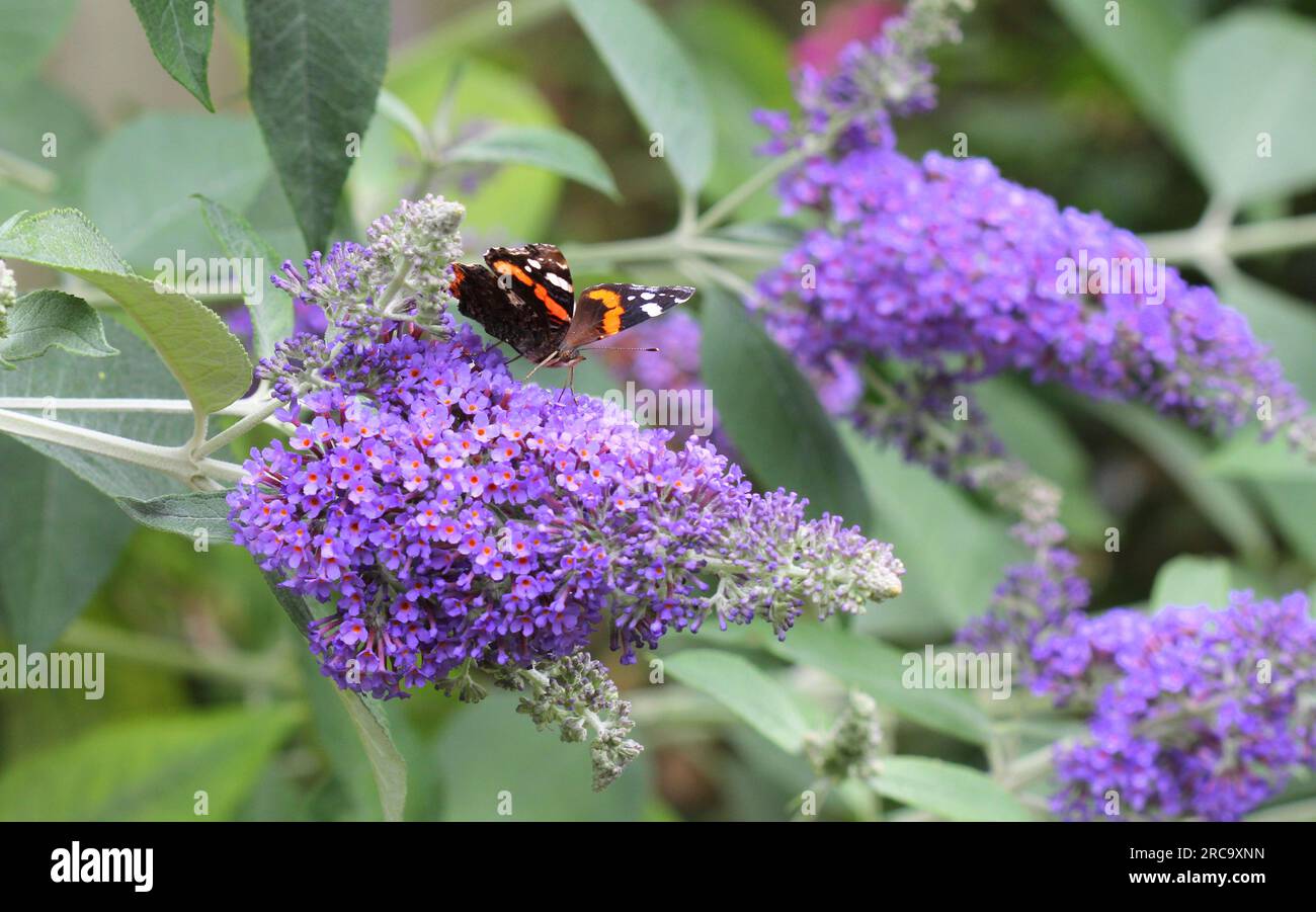 Der Rote Admiral Butterfly frisst den Nektar von Buddleja Lochinch Stockfoto