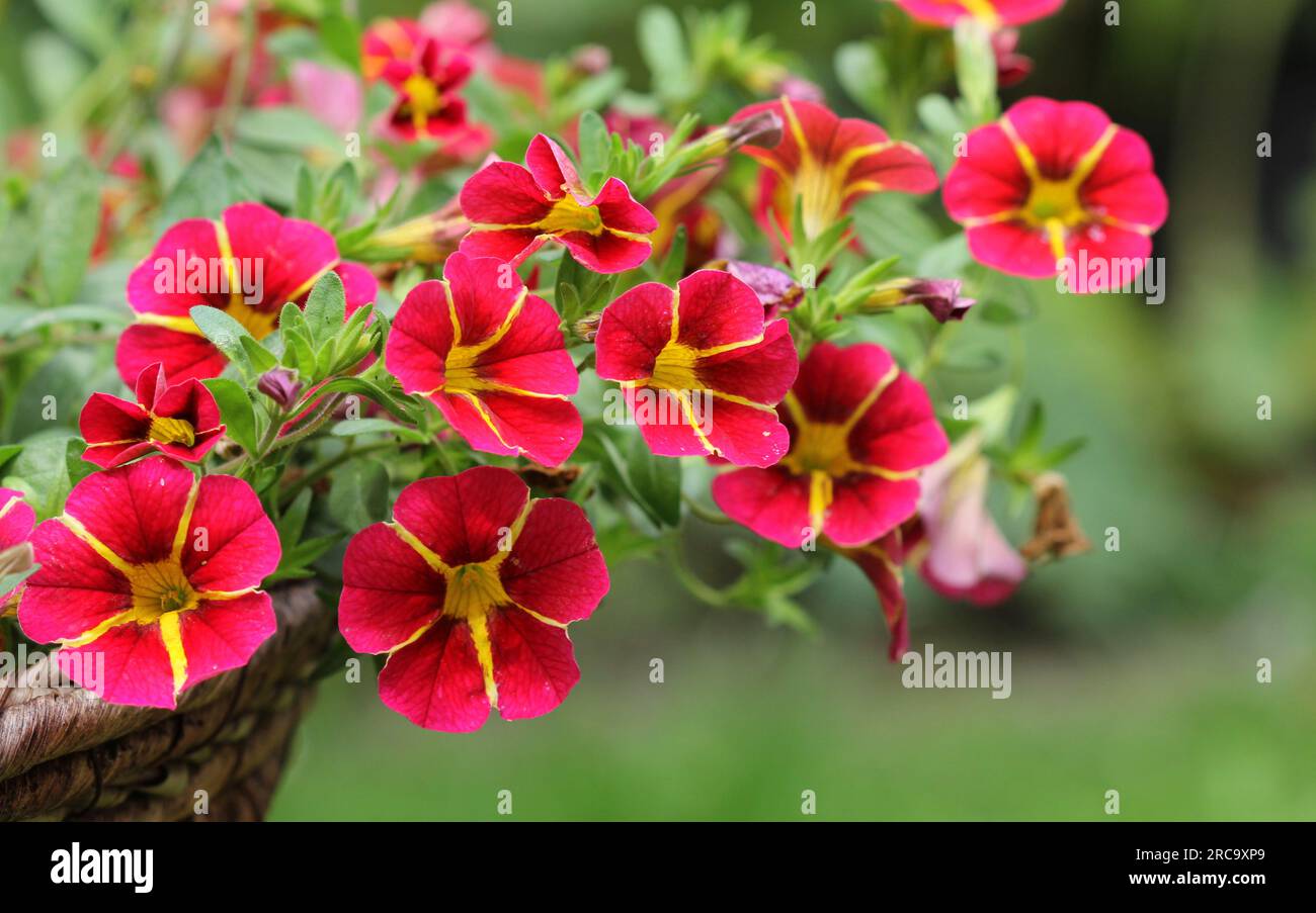 Die roten und gelben Blumen von Calibrachoa, Millionen Glocken Stockfoto