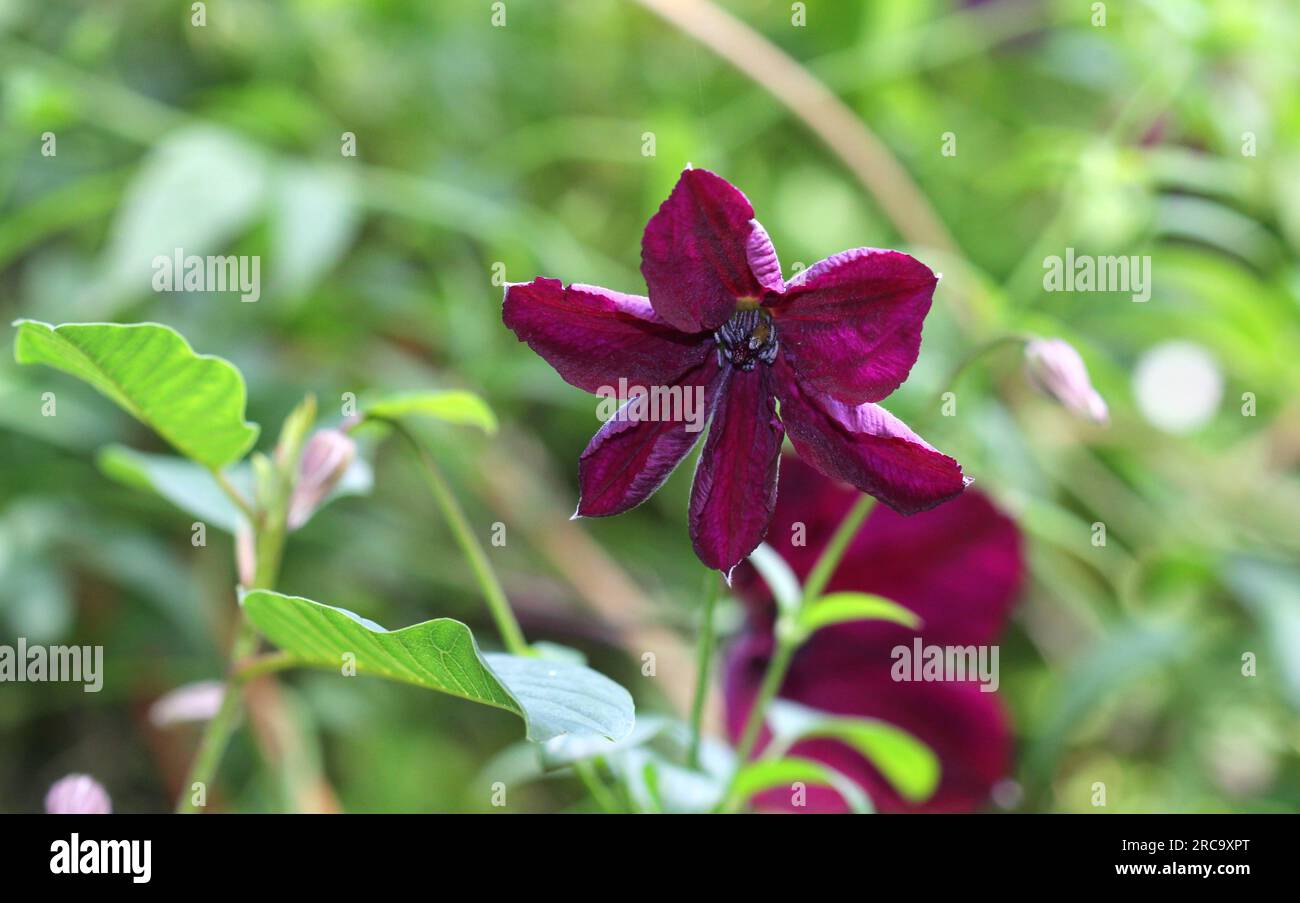 Die tiefroten Blumen von Clematis „Royal Velours“ Stockfoto