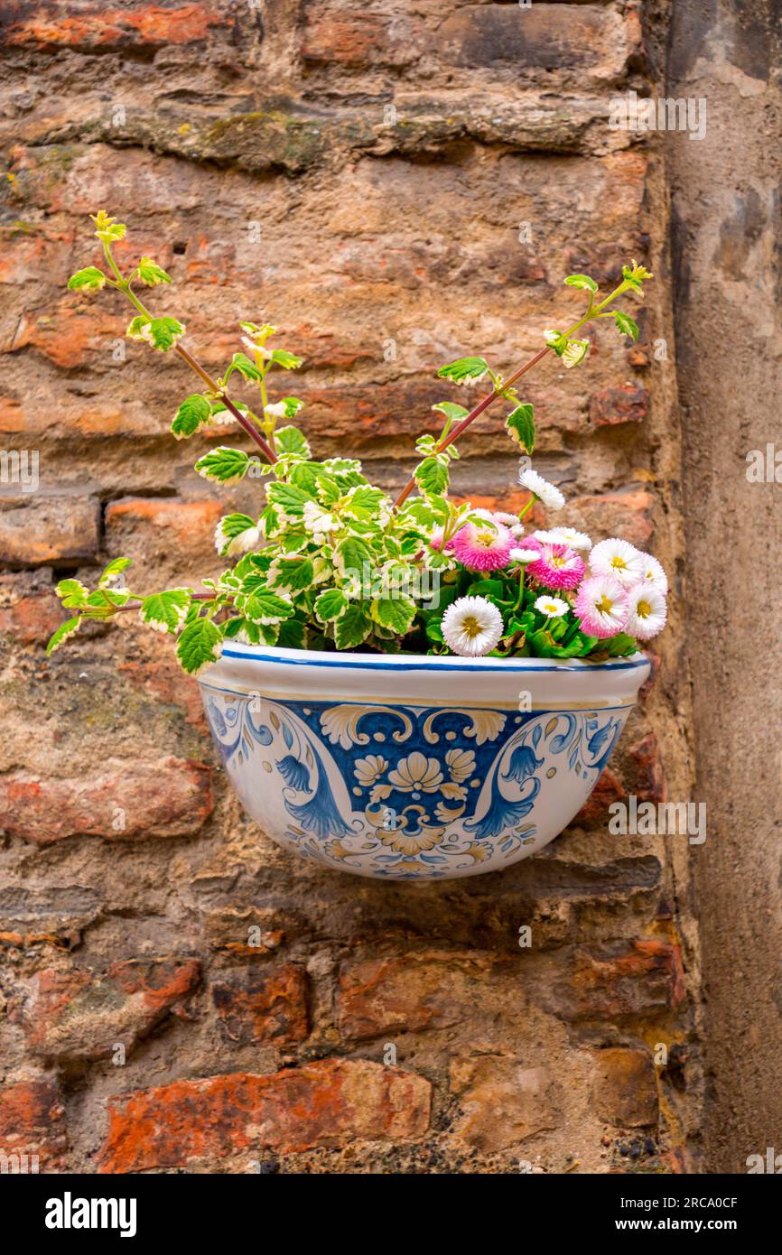 Schäbige Keramik-Blumentopf und blühende Pflanzen an der Wand, rustikale italienische Dekoration Stockfotografie