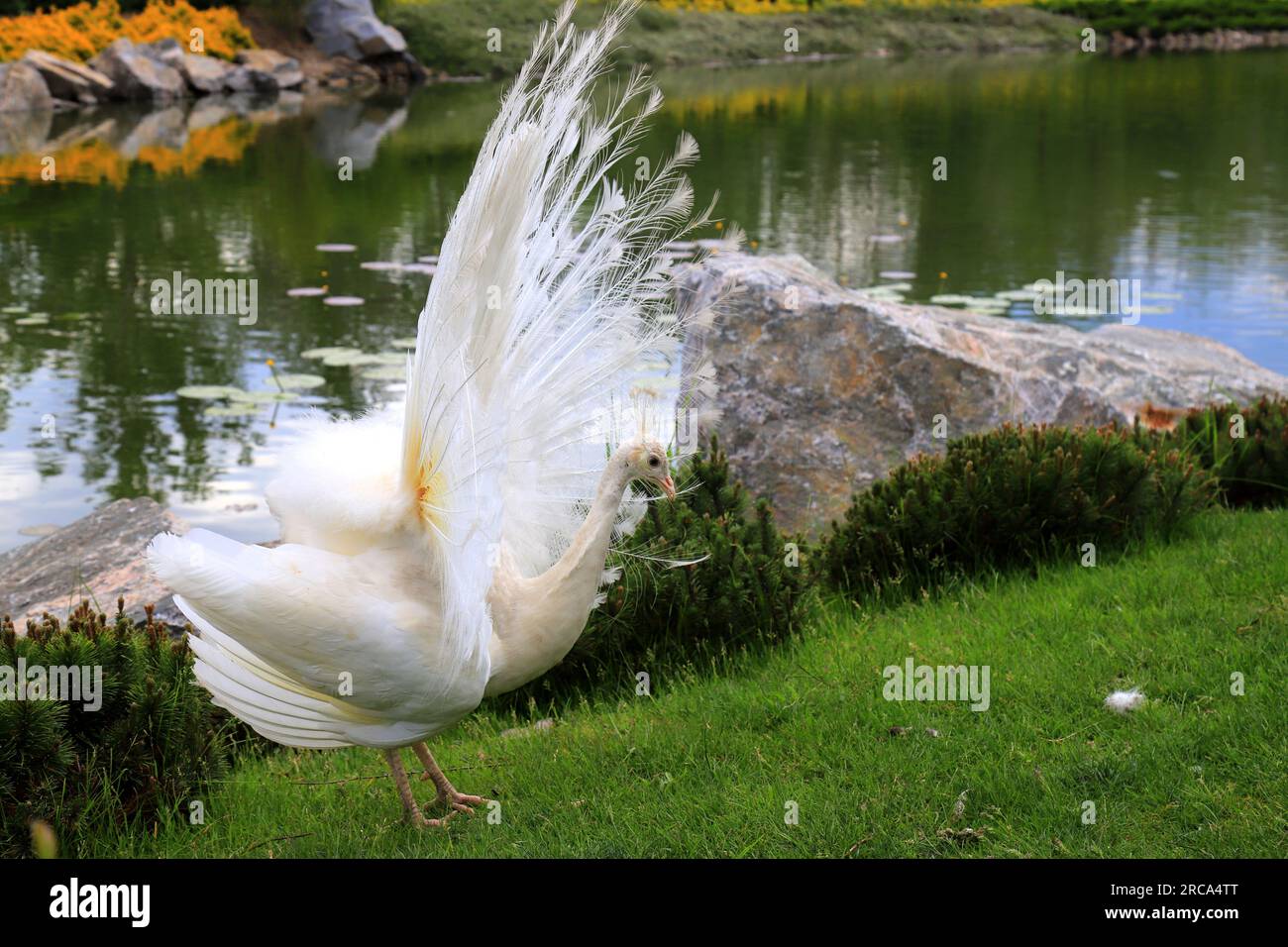 Tanz der federn -Fotos und -Bildmaterial in hoher Auflösung – Alamy