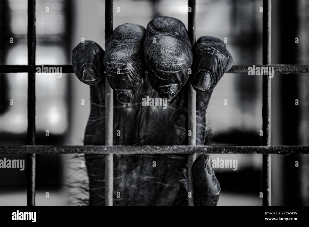 Schimpansenhand, die Gitterstäbe greift. Stockfoto