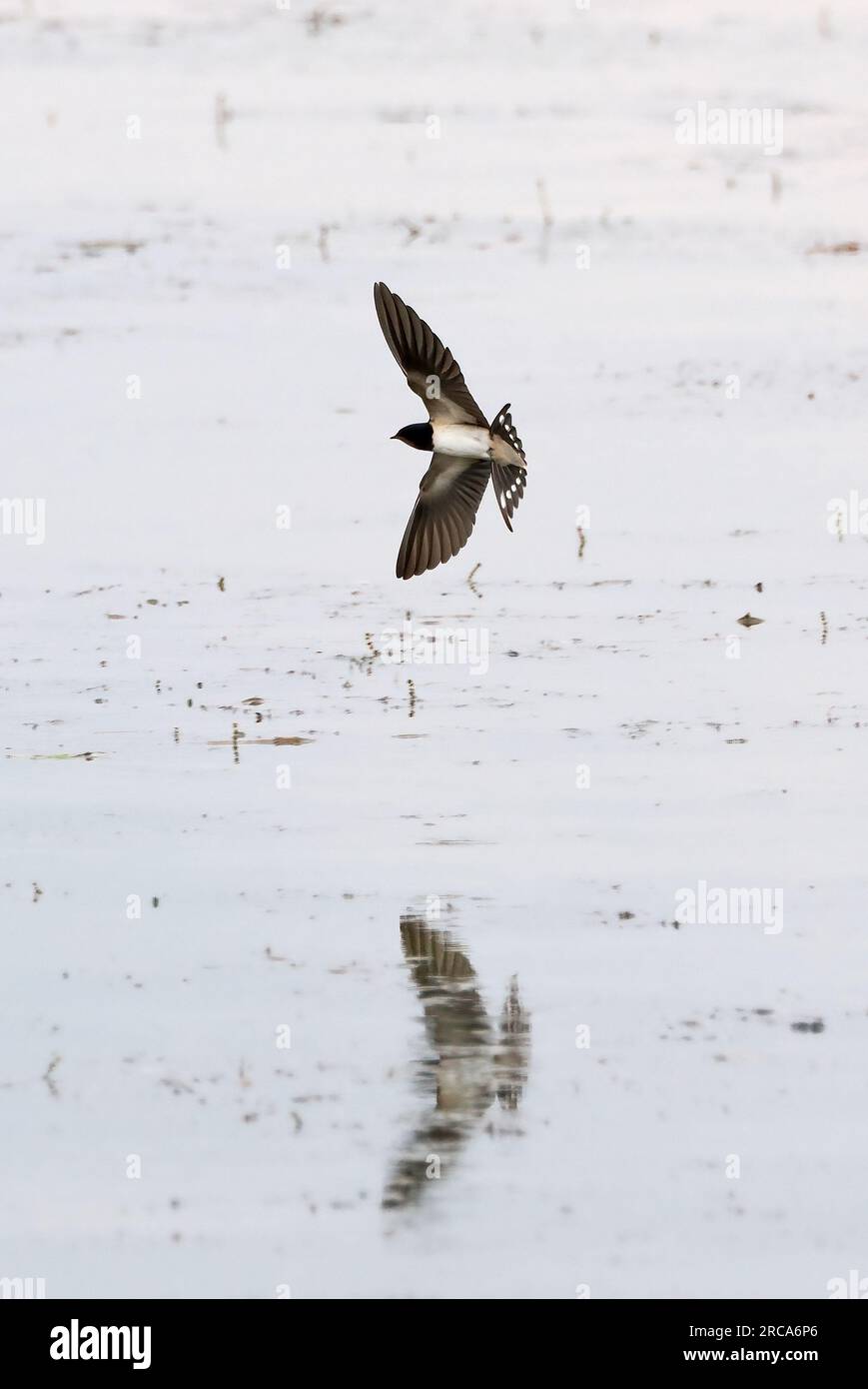 Scheune Swallow, Rauchschwalbe, Hirondelle rustique, Hirundo rustica, füsti fecske, Hortobágy, Ungarn, Magyarország, Europa Stockfoto