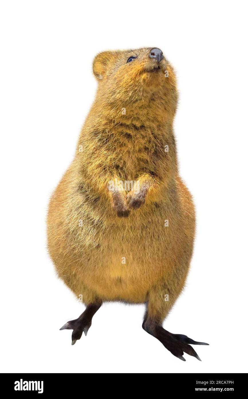 Bezaubernder Quokka, fesselndes australisches Marsupial auf weißem Hintergrund. Ein krepuskuläres und nächtliches Säugetier. Vorderansicht. Stockfoto