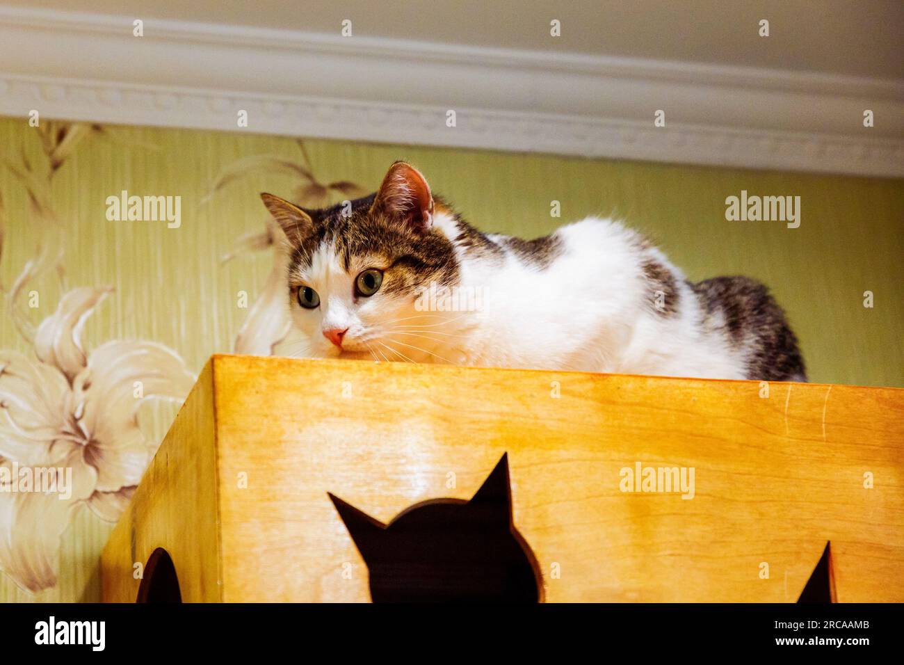 Weiße graue Katze liegt auf hölzernem Katzenhaus unter der Decke Stockfoto