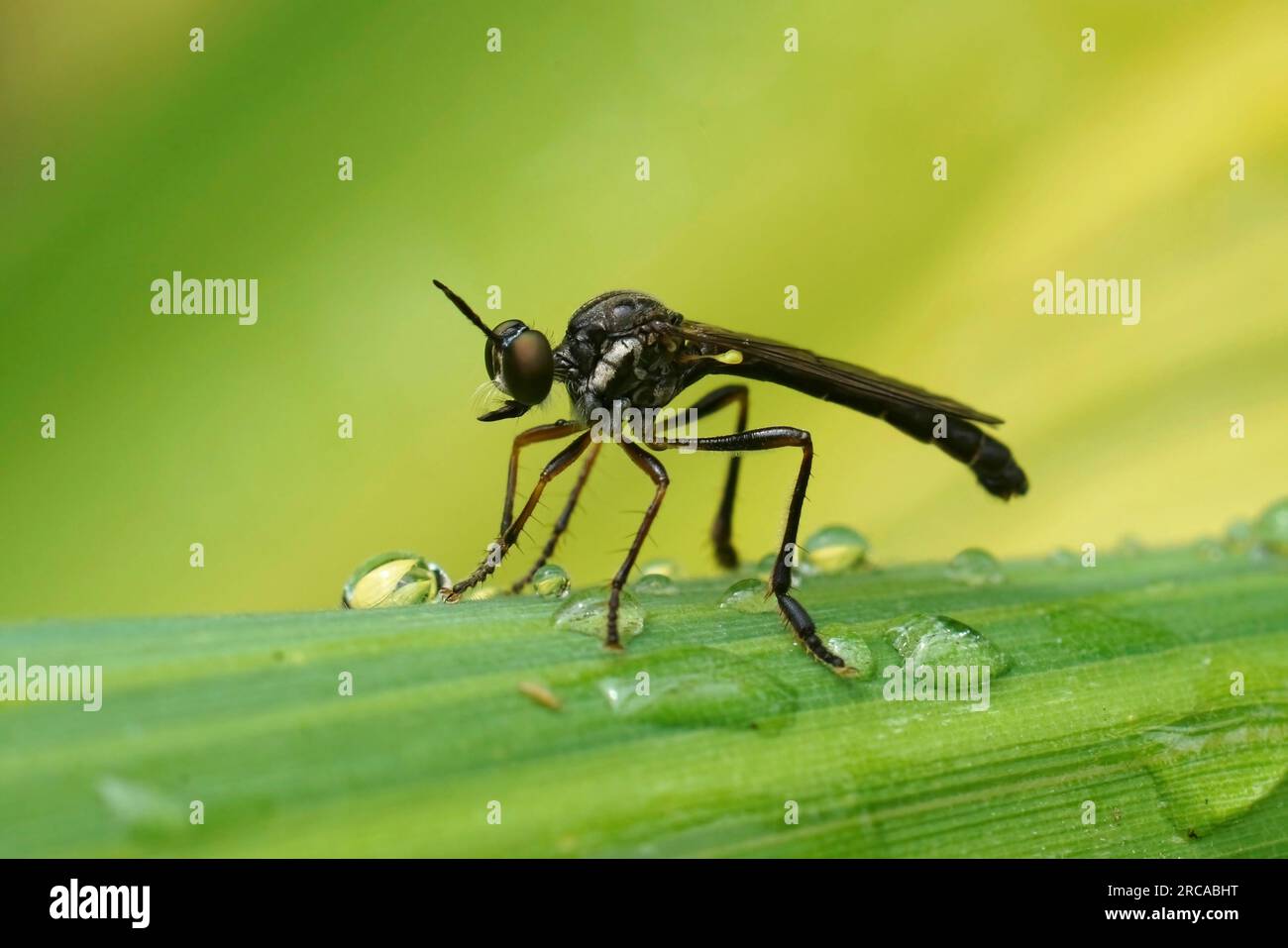 Natürliche Nahaufnahme auf der gewöhnlichen gestreiften Robber Fly, Dioctria hyalipennis, die auf einem Bambusblatt im Garten sitzt Stockfoto