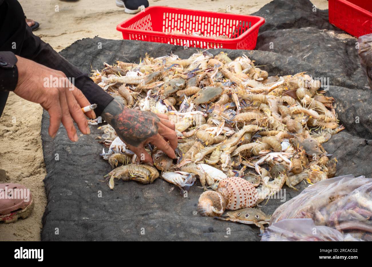 Ein vietnamesischer Fischer mit tätowierter Hand, der eine Zigarette in der Hand hält, sortiert frisch Gefangene Krabben und Garnelen am Strand von My Khe, Son Tra, Danan Stockfoto