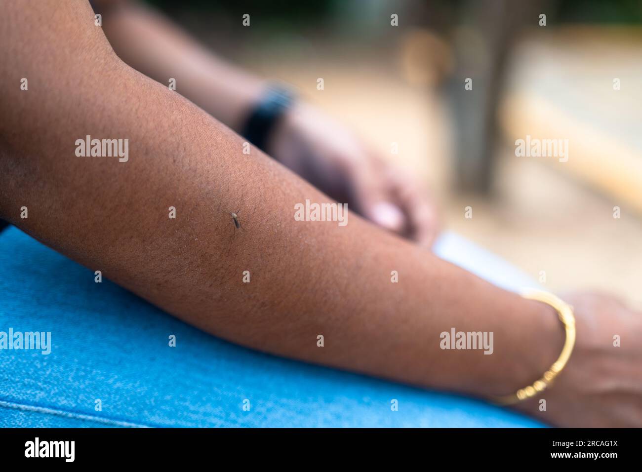 Nahaufnahme einer Mücke, die in die Hand beißt. Die Mücke ist sichtbar, ihre Proboscis sind in die Haut eingedrungen. Stockfoto