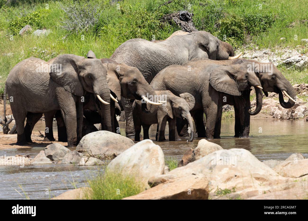 Eine Rinderherde und ein Stiergetränk aus dem Riuaha River. In Zeiten wie diesen können Erwachsene sich unterhalten, und junge Menschen können spielen und Beziehungen aufbauen. Stockfoto