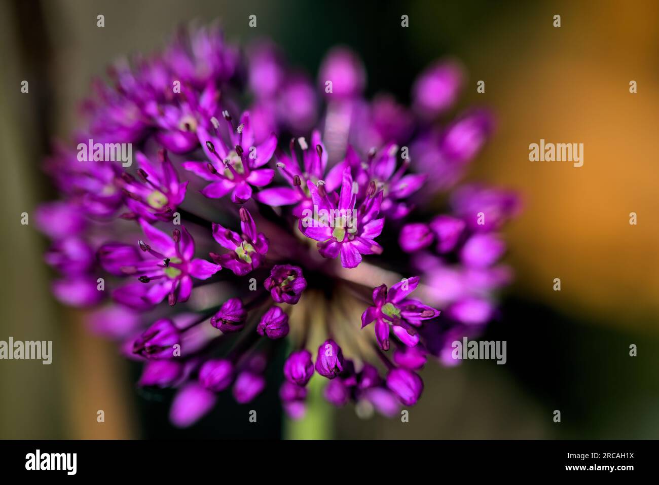 Allium aflatunense sieht traumhaft aus Stockfoto