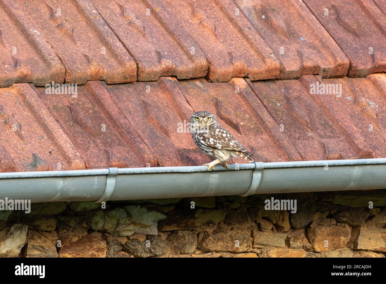 Eine kleine Eule (Athene noctua) hoch oben auf einer Scheunenrinne mit gefliestem Dachhintergrund. Stockfoto