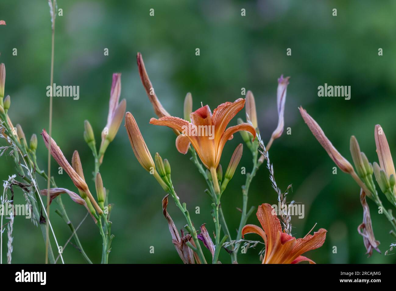 Orangefarbene Tageslilien (Hemerocallis fulva) mit verschwommenem Hintergrund. Stockfoto