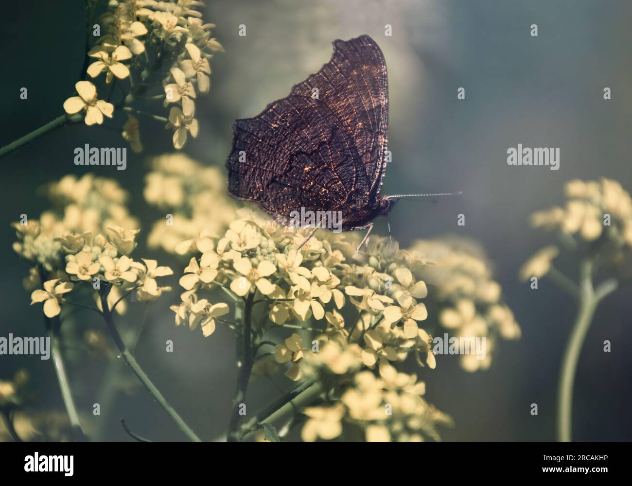 Schmetterling schwarz und Gold auf einer Blume auf einer Wiese im Garten Stockfoto
