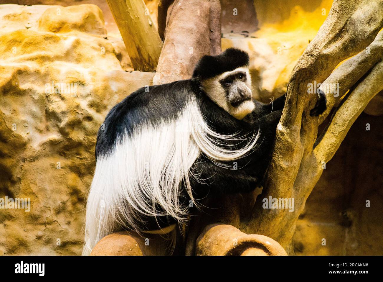 Schwarz-weißer Stummelaffe im Zoo. Stockfoto