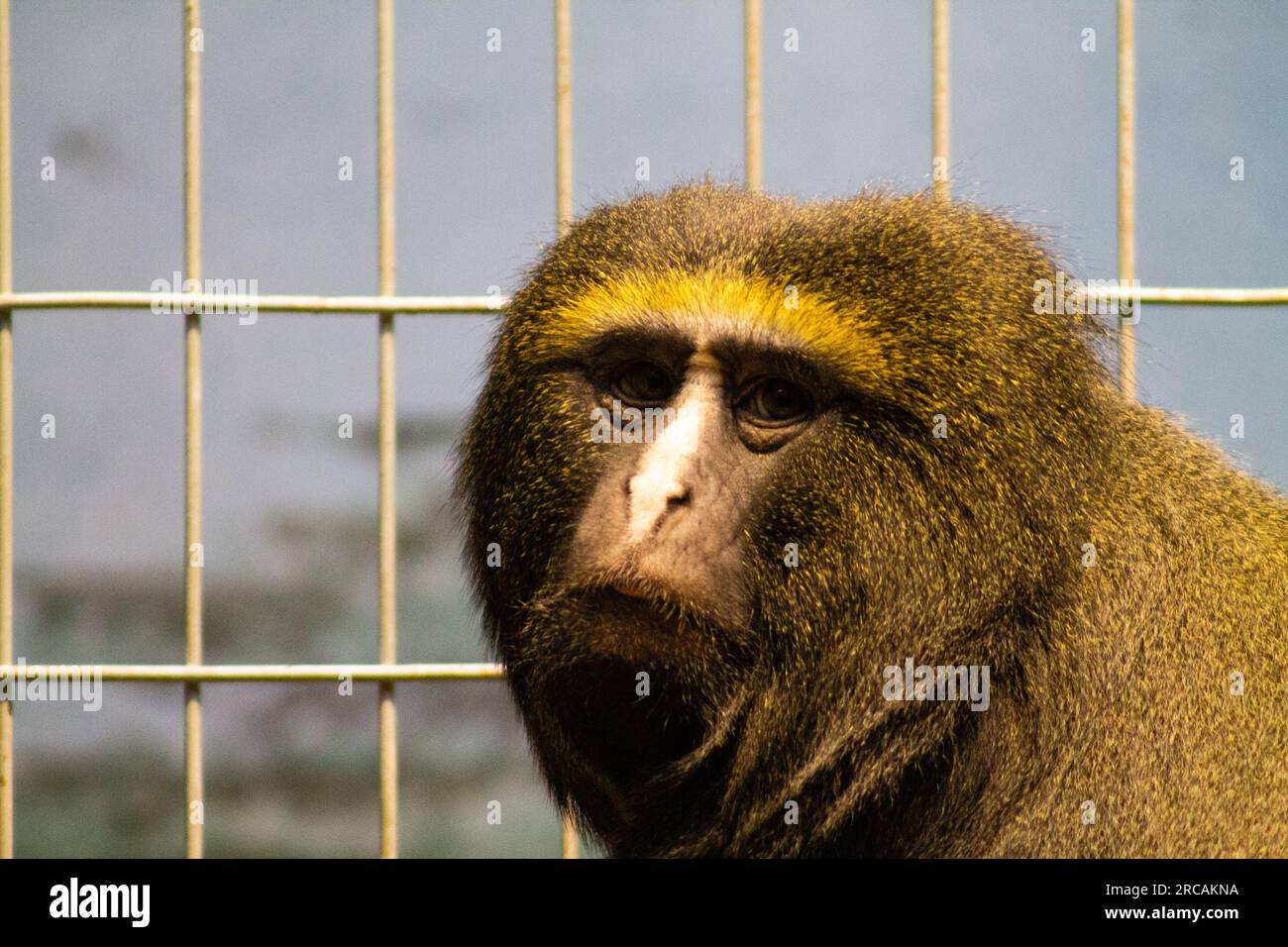 Nahaufnahme des Gesichts eines Pavianen in einem Käfig. Stockfoto