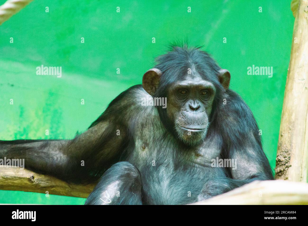 Schimpanse sitzt auf einem Ast im Zoo. Stockfoto