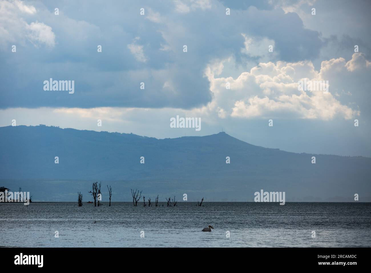 Der Lake Naivasha ist ein Süßwassersee in Kenia außerhalb der Stadt Naivasha im Nakuru County, nordwestlich von Nairobi. Es liegt in der Gr Stockfoto