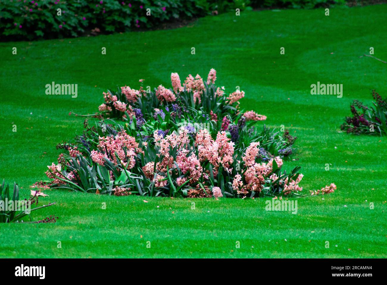 Blumenbeet im Garten mit Hyazinthen und Iris Stockfoto