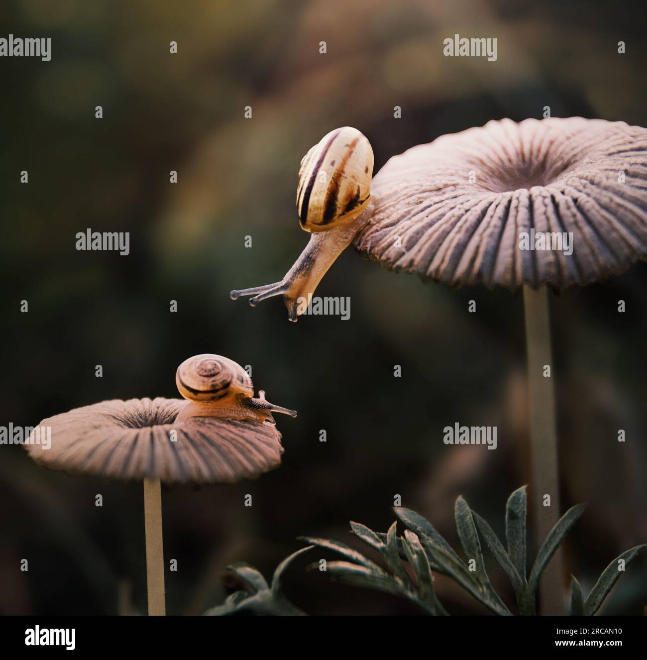 Zwei Schnecken krabbeln auf einem Pilz in den Lichtstrahlen aufeinander zu Stockfoto