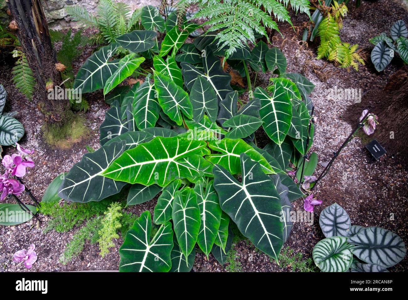 Tropische Pflanzen im Ninfarium in den Aberglasney Gardens im Sommer Carmarthenshire Wales UK KATHY DEWITT Stockfoto