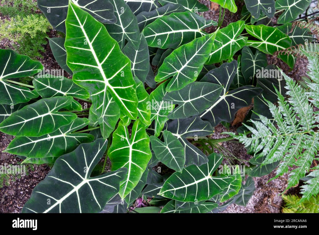 Tropische Pflanzen Alocasia-Anlage im Ninfarium in den Aberglasney Gardens im Sommer Carmarthenshire Wales UK KATHY DEWITT Stockfoto