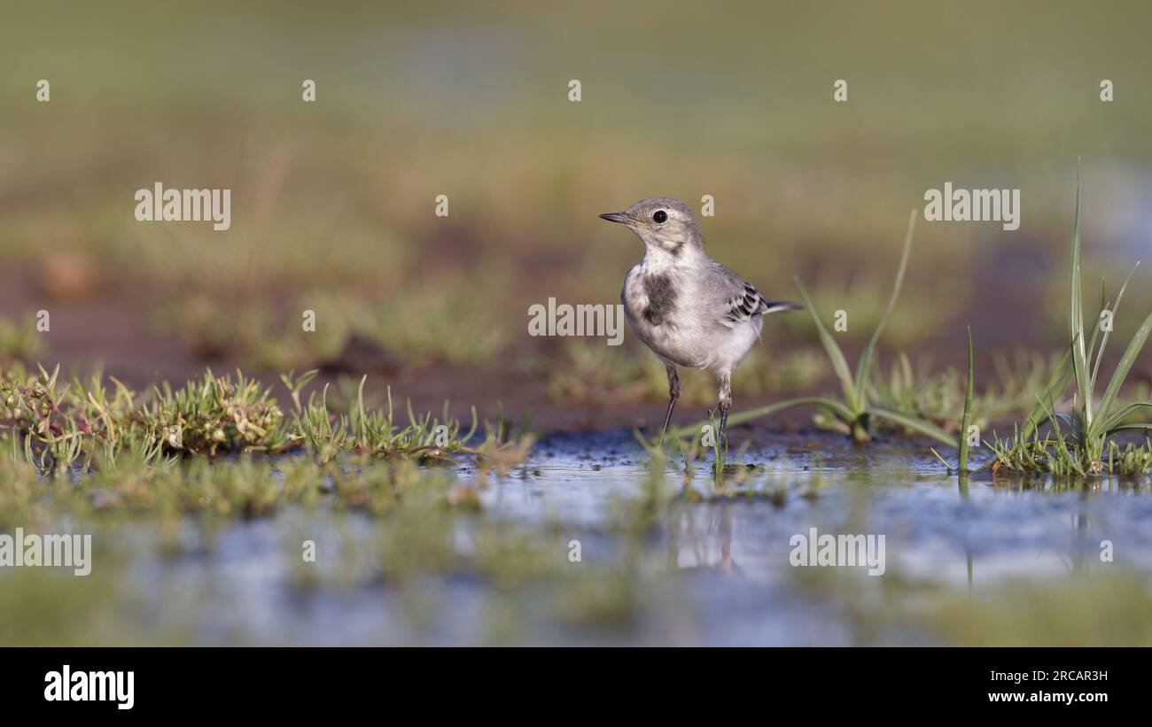 Grauer weißer Schwanz ((Motacilla alba) juvenile Stockfoto