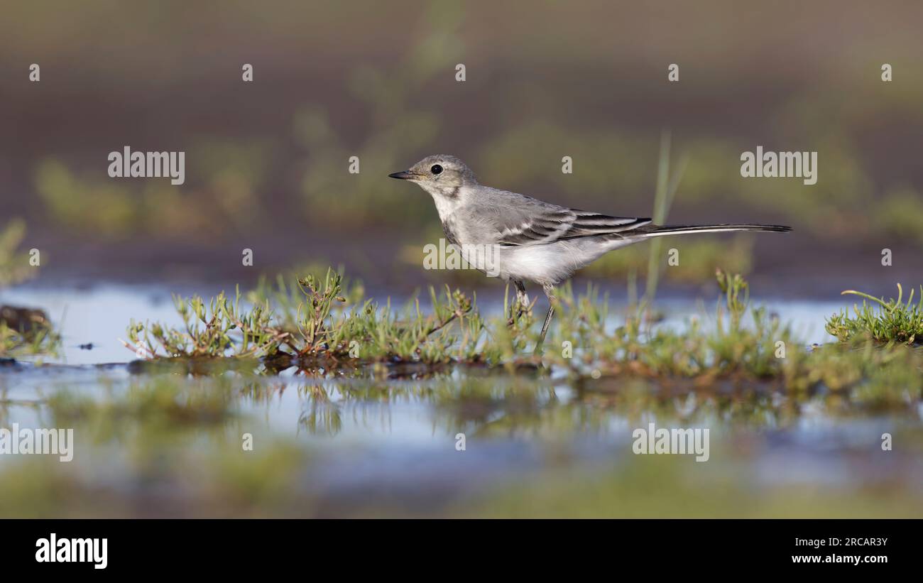 Grauer weißer Schwanz ((Motacilla alba) juvenile Stockfoto