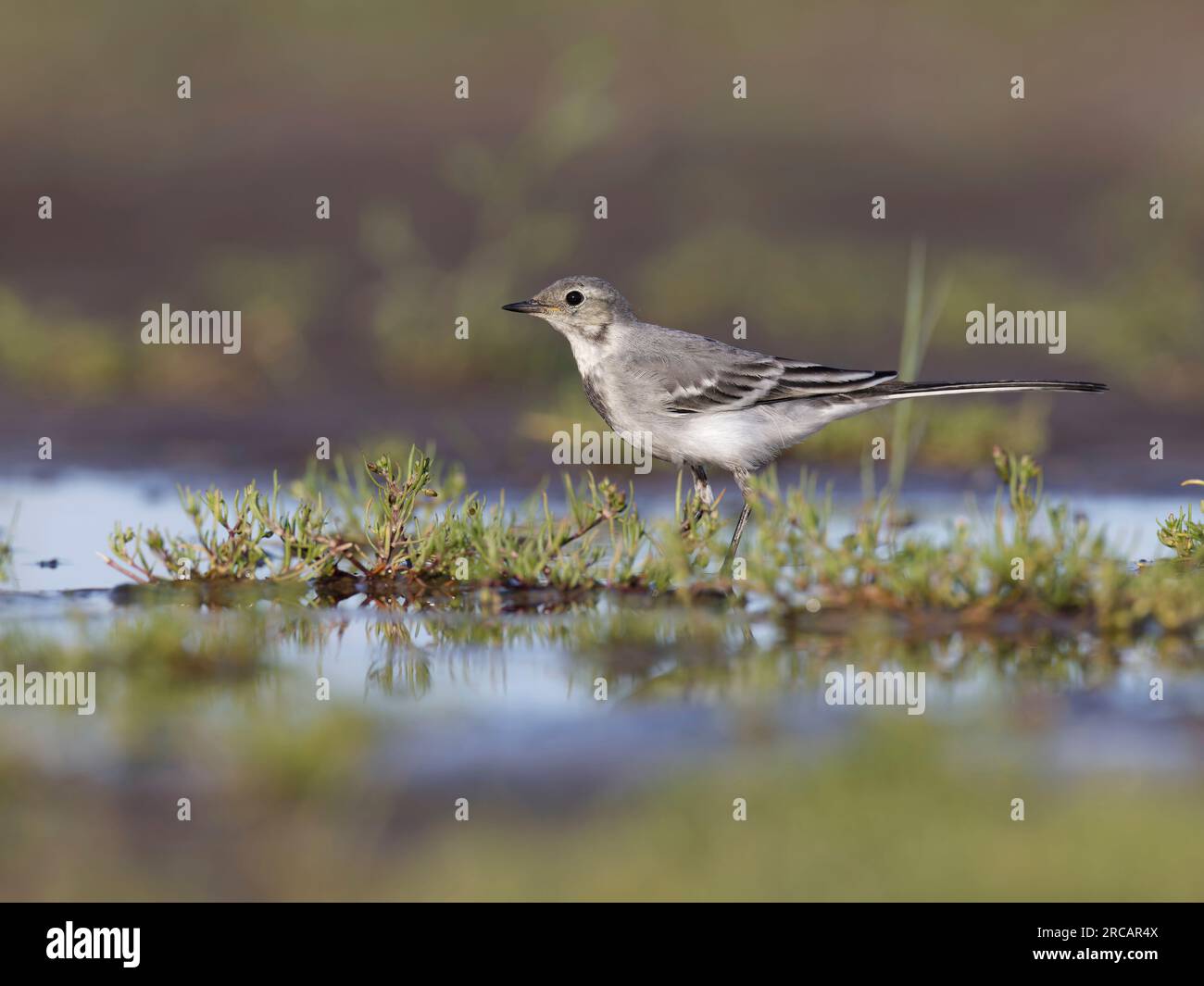 Grauer weißer Schwanz ((Motacilla alba) juvenile Stockfoto