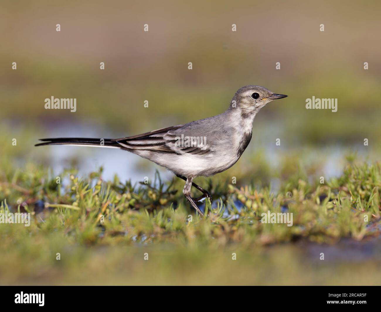 Grauer weißer Schwanz ((Motacilla alba) juvenile Stockfoto