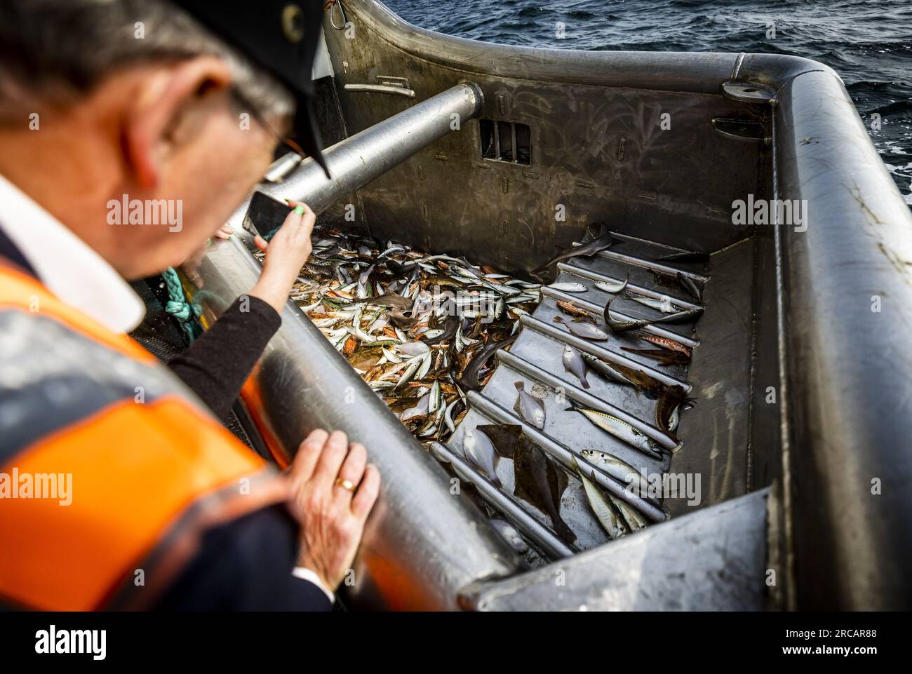 SCHEVENINGEN: Frisch gefangener Fisch während eines Arbeitsbesuchs des scheidenden Ministers Piet Adema (Landwirtschaft, Natur und Lebensmittelqualität) auf einem Fischereifahrzeug. Während des Besuchs wird Adema in die sogenannte Fliegenschießen-Methode vorgestellt, bei der Fische mit wenig Schaden gefangen werden können. ANP REMKO DE WAAL niederlande raus - belgien raus Stockfoto