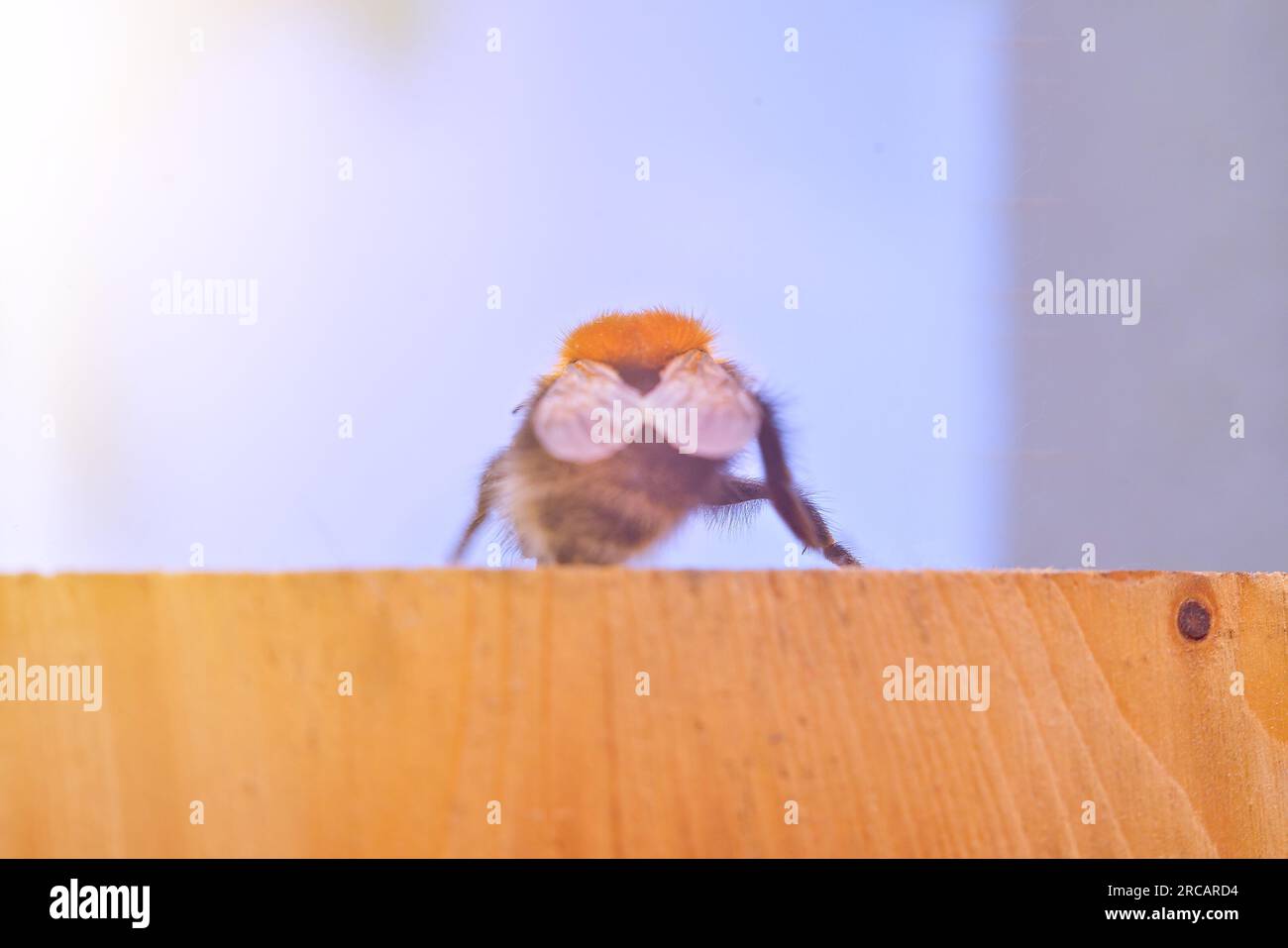 Große Hummel im Sommer auf Holzbrett. Hintergrund Natur, Himmel. Makro. Schließen Sie die Rückseite. Unscharfer Fokus Stockfoto