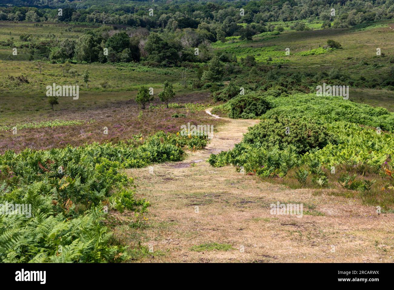 Eine der vielen Wanderwege durch den New Forest in Hampshire. Stockfoto