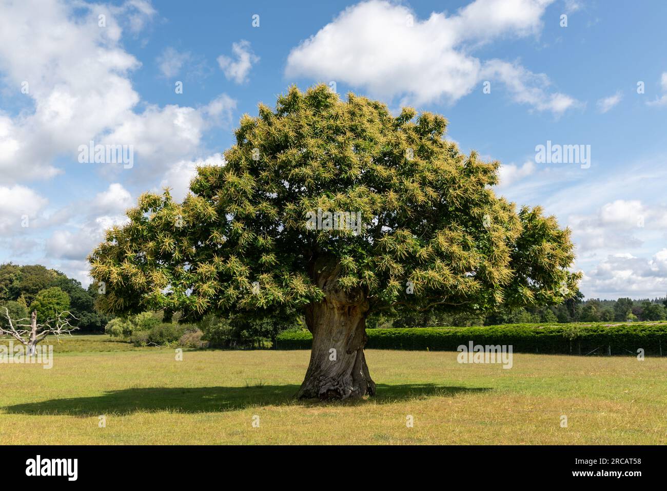 Symmetrischer pilzförmiger Baum im New Forest Hampshire. Stockfoto
