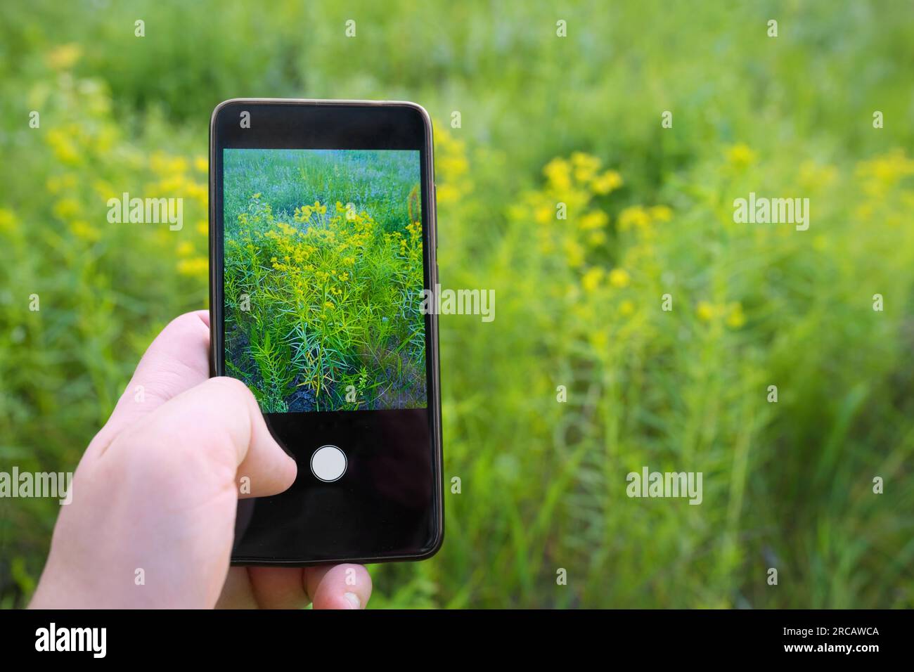 Eine Hand, die ein Telefon hält und ein Foto von Wildblumen macht, die Natur. Bildschirmschoner auf dem Telefon Stockfoto