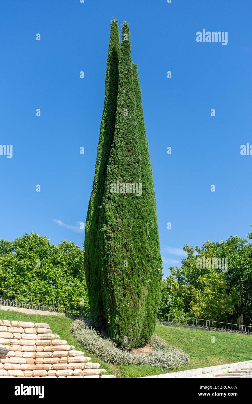 Mediterraner Zypressenbaum (Cupressus sempervirens) in Parque de la Montaña, Centro, Madrid, Königreich Spanien Stockfoto