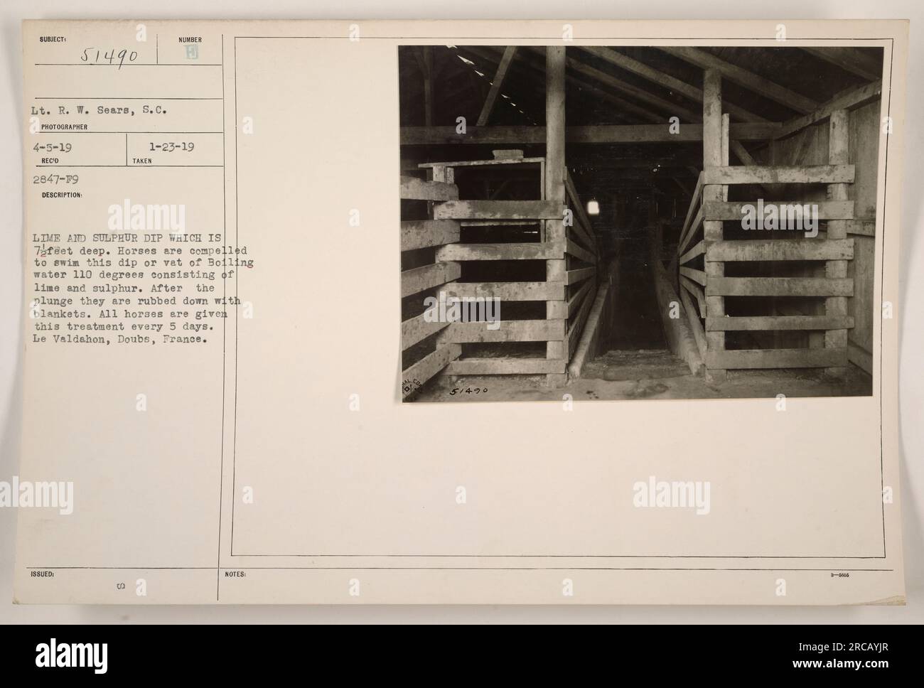 Pferde müssen in einem 7 1/2 Meter tiefen Limetten- und Schwefelbad schwimmen. Das Dip besteht aus kochendem Wasser (110 Grad) mit Kalk und Schwefel. Nach dem Sprung werden die Pferde mit Decken abgerieben. Diese Behandlung wird alle 5 Tage in Le Valdahon, Doubs, Frankreich, angewendet.“ Stockfoto