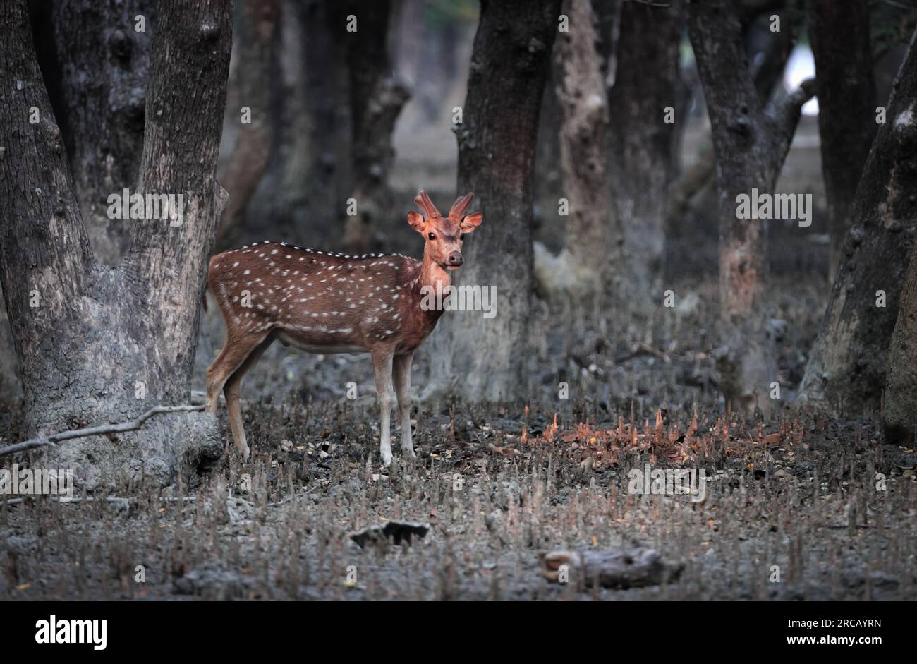 Asiatische hirscharten -Fotos und -Bildmaterial in hoher Auflösung – Alamy