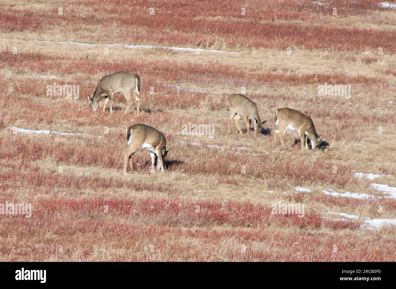 Vier Weißwedelhirsche (Odocoileus virginianus) grasen im Big Meadows im Shenandoah-Nationalpark, Virginia, USA Stockfoto