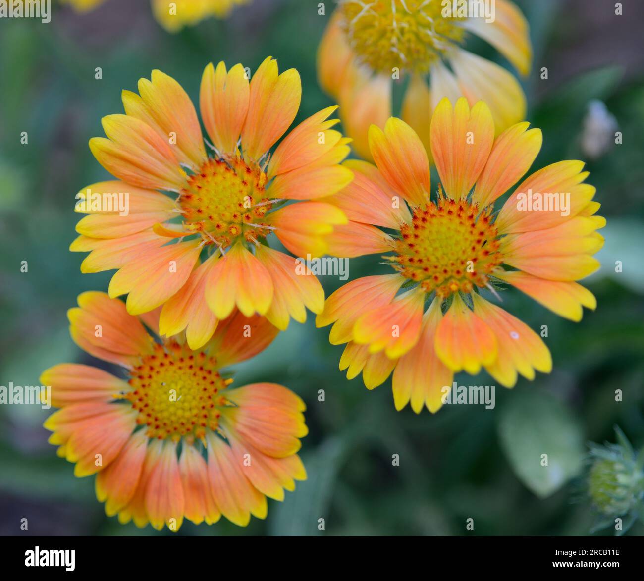 Arizona aprikosendecke blume Fotos und Bildmaterial in hoher Auflosung Alamy