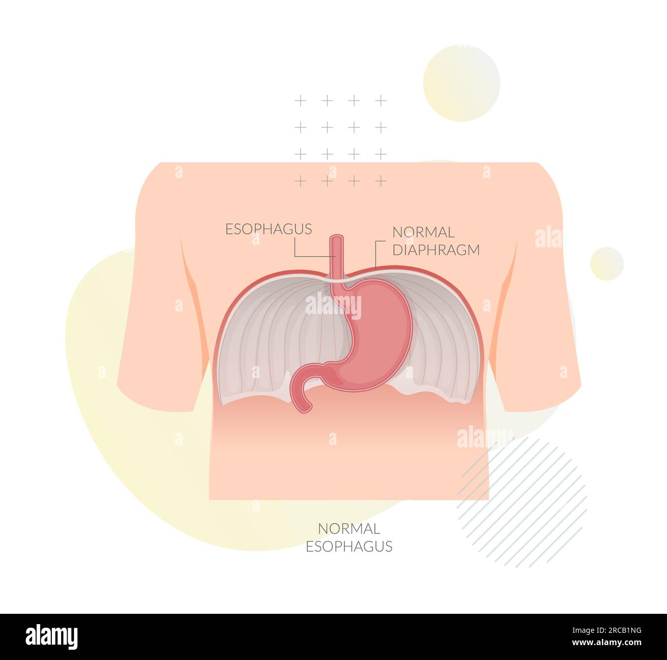 Normaler Ösophagus - großer Muskel zwischen Abdomen und Zwerchfell - Abbildung als EPS 10-Datei Stock Vektor