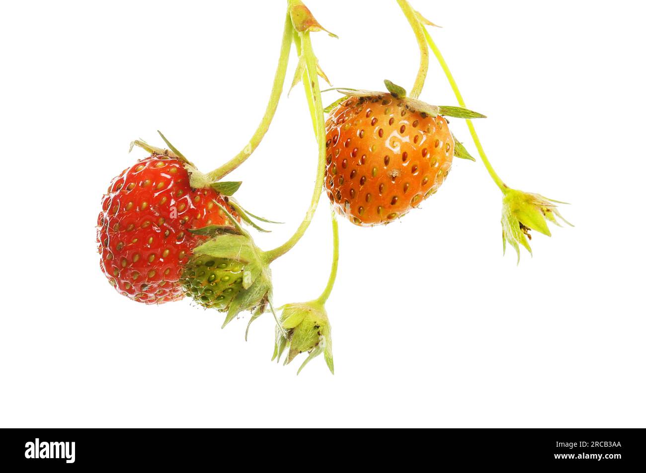 Reife, unreife und reife Erdbeeren, isoliert gegen weiß Stockfoto