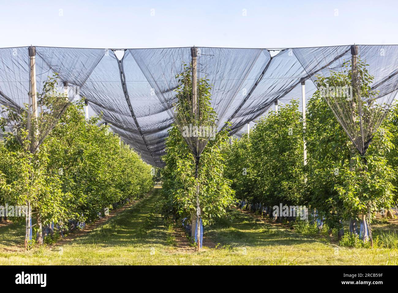 Das Heilbronner-Land ist ein wichtiges Anbaugebiet für Apfel- und andere Obstsorten, Schutznetz gegen Hagel, Neckarwestheim Stockfoto