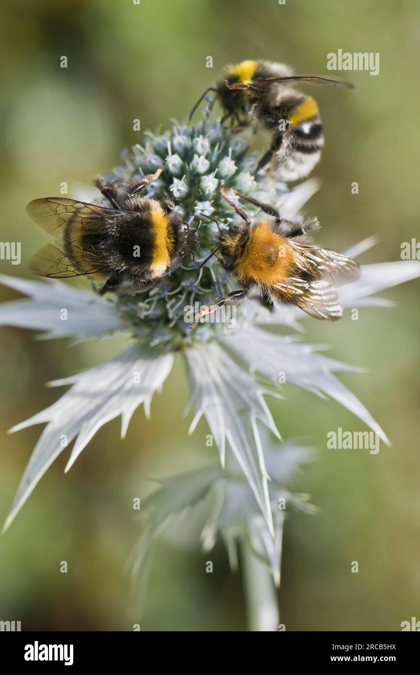 Bumblebee (Bombus lucorum), Bumblebee (Bombus hypnorum) und Humbee (Bombus terrestris) auf man-Trefoil (Eryngium Stockfoto