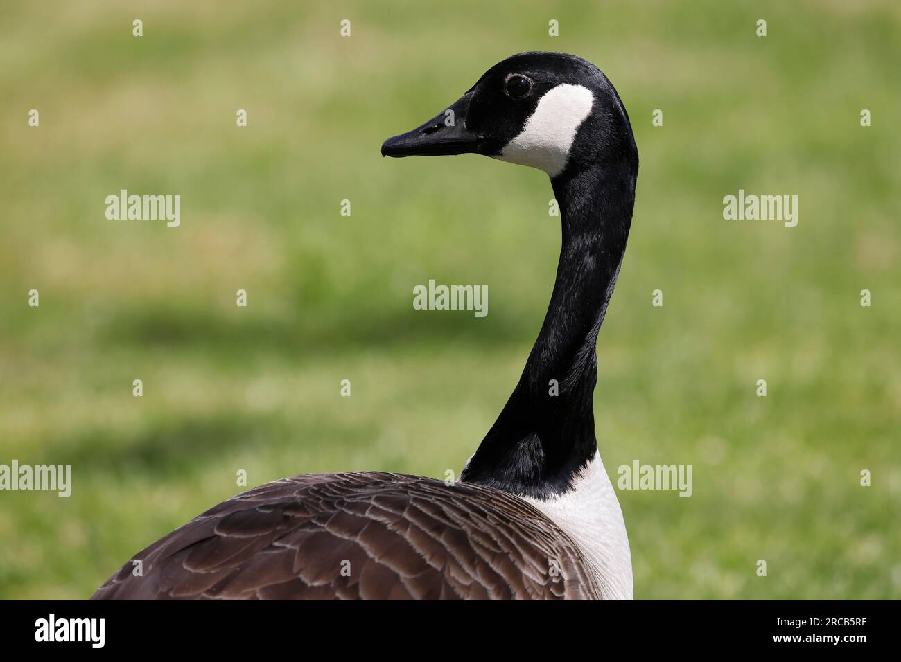 Kanadische Gans (Branta canadensis), Portrait, Schleswig-Holstein, Deutschland Stockfoto