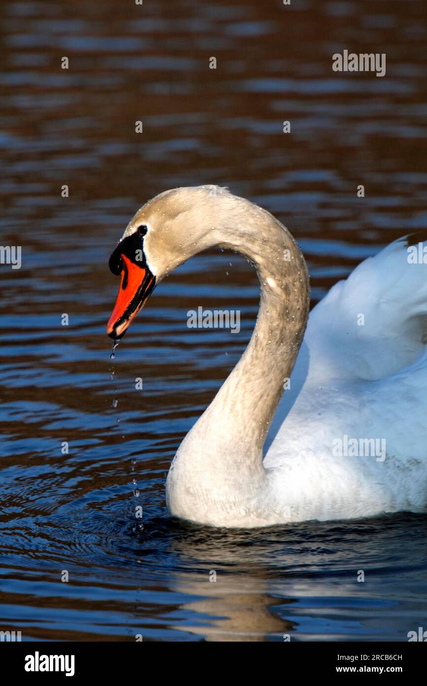 Höckerschwan Stockfoto