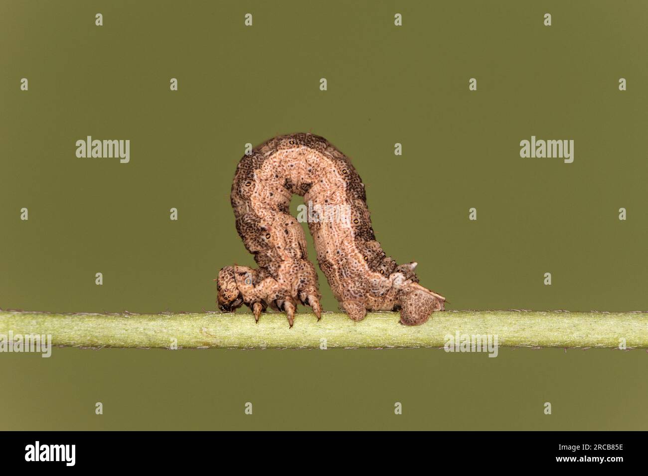 Caterpillar von der Geometer Motte Gnophos furvata, Wallis, Schweiz Stockfoto