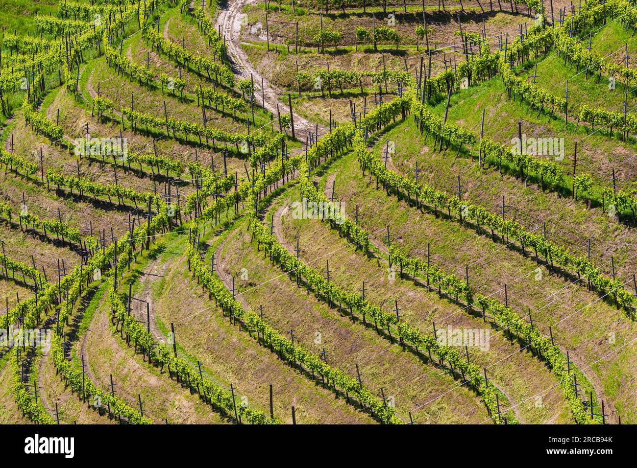 Italien Veneto Rolle - Weinberge Stockfoto